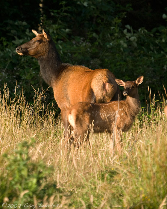 "Attentive" Elk at Ecola State Park near Cannon Beach, Oregon