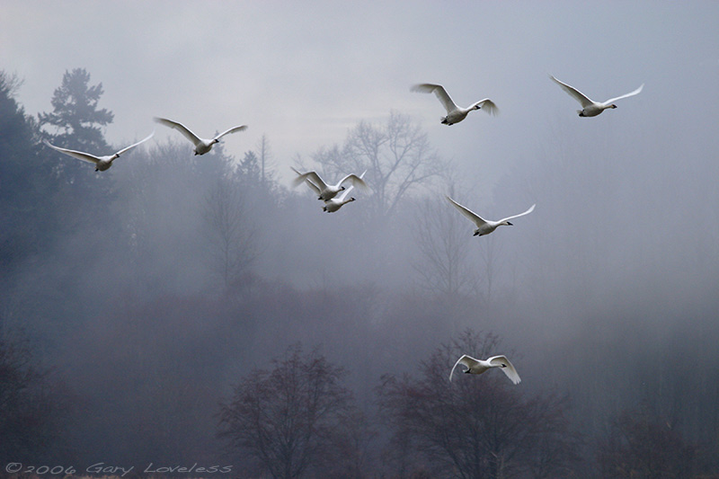 "Departure"  Swans in flight ~ Snohomish, Washington