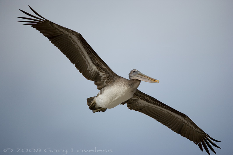 "Flight" ~ A Brown Pelican in Flight