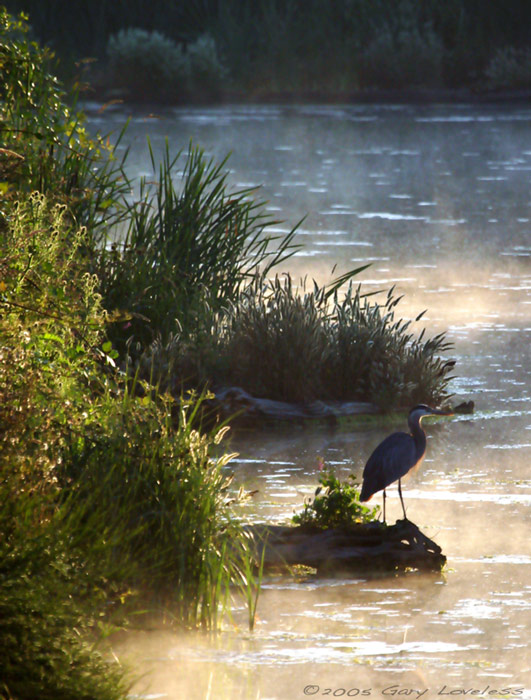 "Morning's Heron"  A Blue Heron on a misty pond