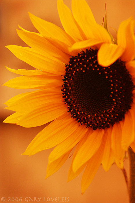 "Rebeccas Sunflower" named for a young lady whose life was cut short because of a motorcyle accident